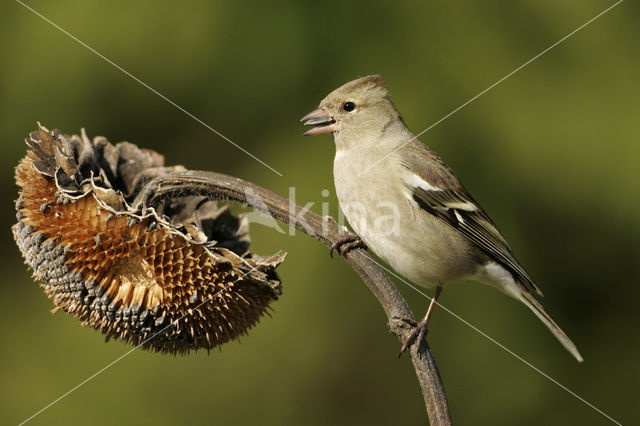 Vink (Fringilla coelebs)