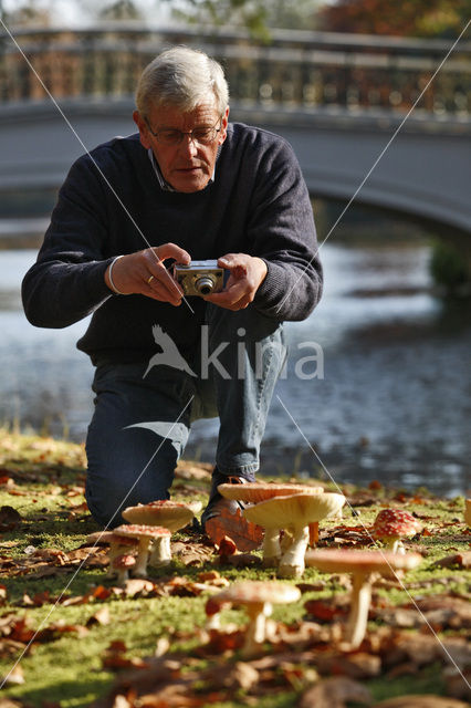 Vliegenzwam (Amanita muscaria)