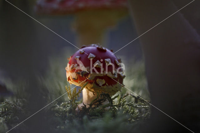 Vliegenzwam (Amanita muscaria)