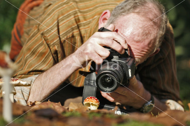 Vliegenzwam (Amanita muscaria)