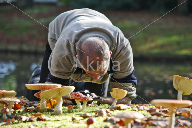 Vliegenzwam (Amanita muscaria)