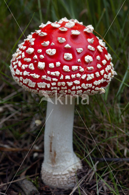 Vliegenzwam (Amanita muscaria)