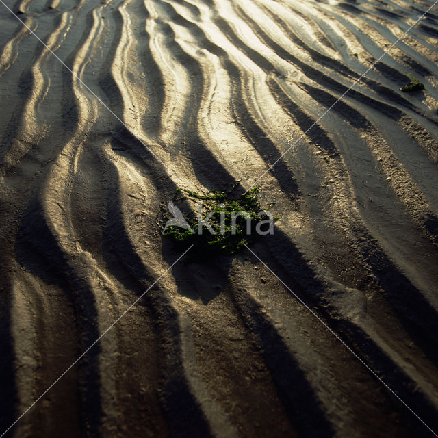 Waddenzee