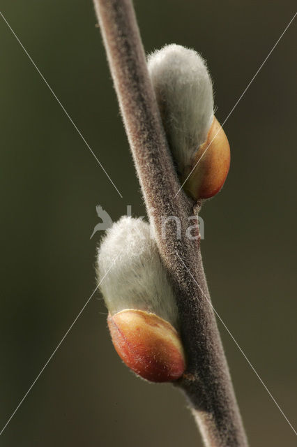 Wilg (Salix)