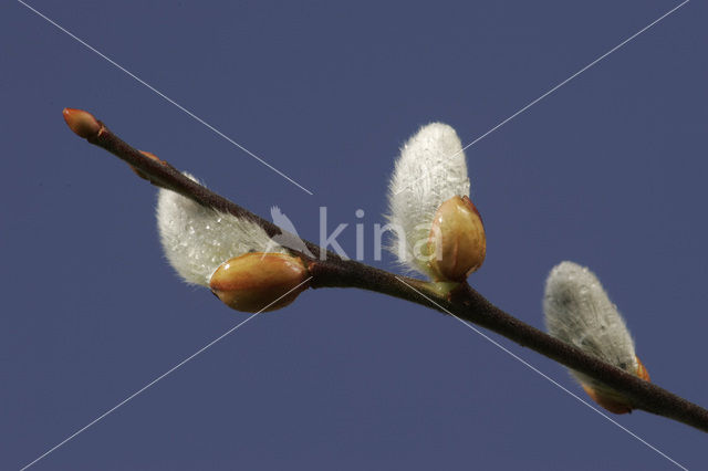 Wilg (Salix)