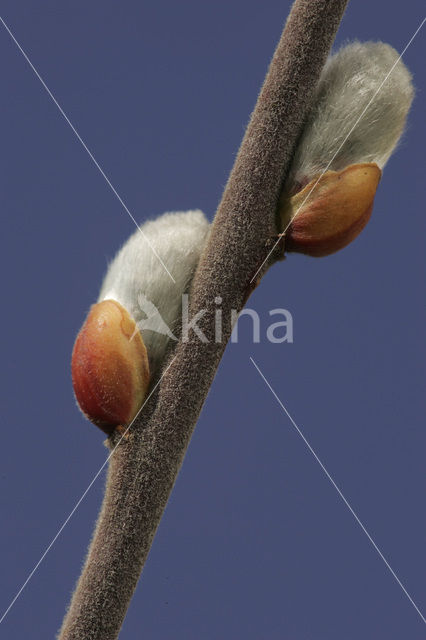 Wilg (Salix)