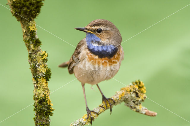 Witgesterde blauwborst