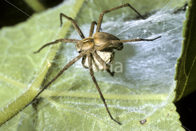 Wolfspin (Pardosa spec.)