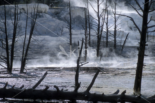 Yellowstone national park