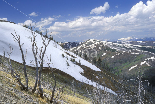 Yellowstone national park