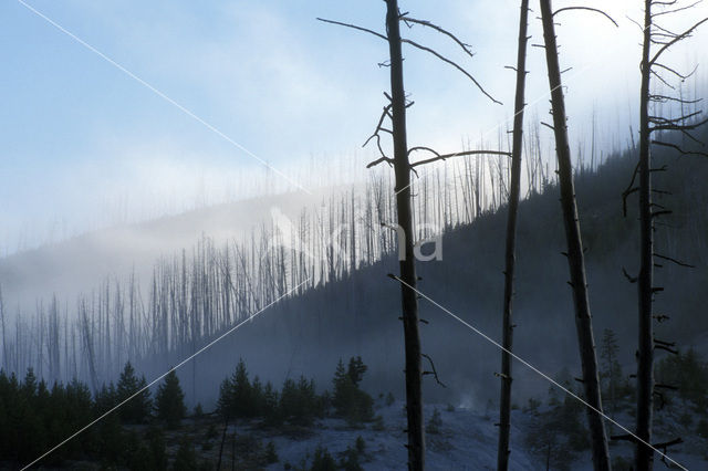 Yellowstone national park