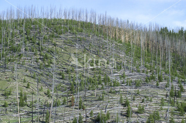 Yellowstone national park