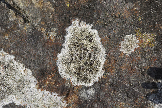 Zeeschotelkorst (Lecanora helicopis)