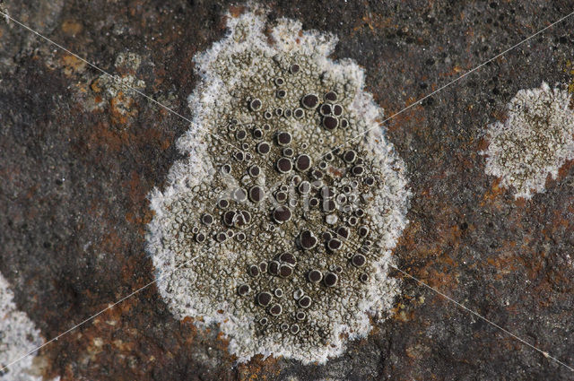 Zeeschotelkorst (Lecanora helicopis)