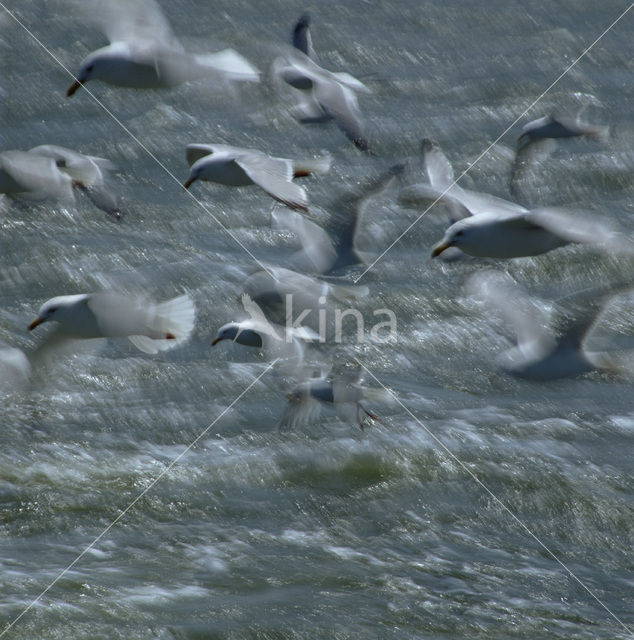 Zilvermeeuw (Larus argentatus)