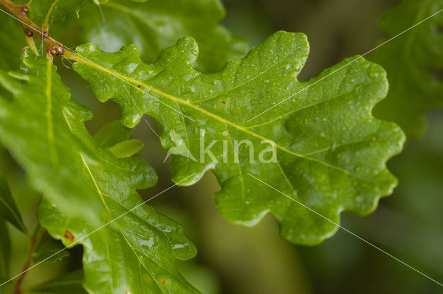 Zomereik (Quercus robur)