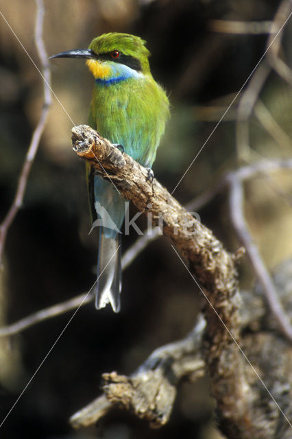 Swallow-tailed Bee-eater (Merops hirundineus)