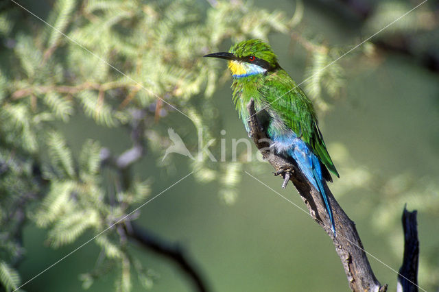 Swallow-tailed Bee-eater (Merops hirundineus)