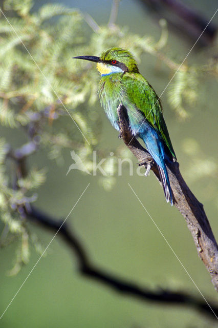 Swallow-tailed Bee-eater (Merops hirundineus)