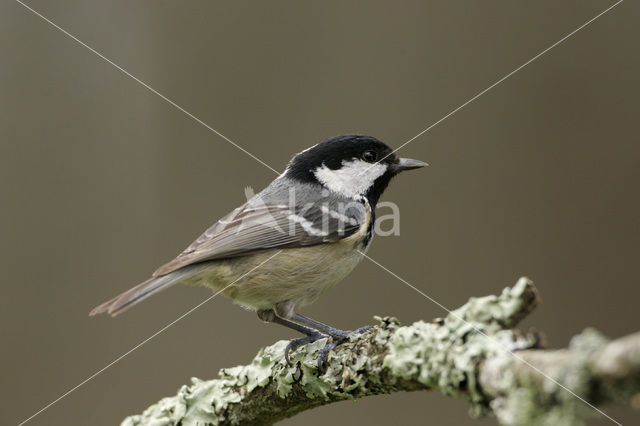 Zwarte Mees (Parus ater)