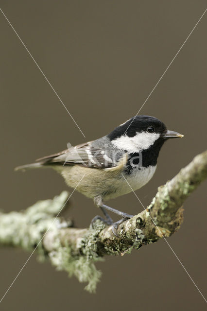 Zwarte Mees (Parus ater)