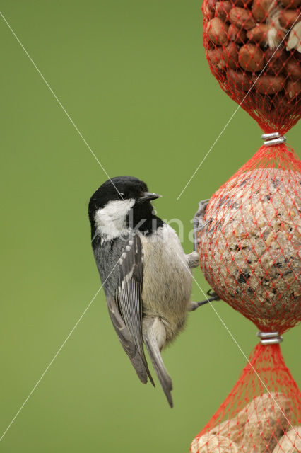 Zwarte Mees (Parus ater)