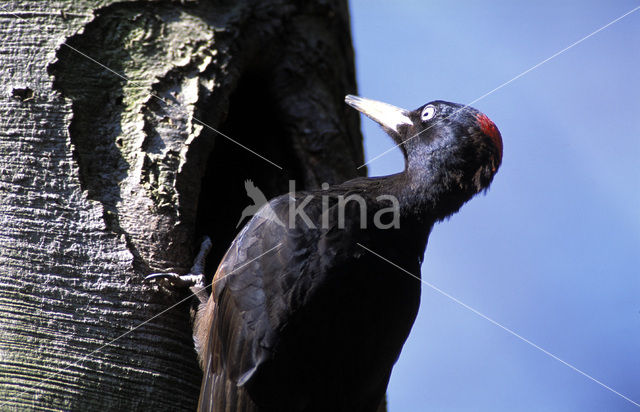 Zwarte Specht (Dryocopus martius)