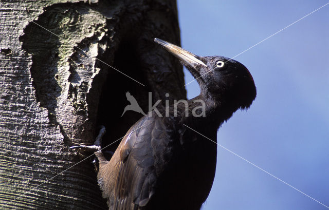 Zwarte Specht (Dryocopus martius)