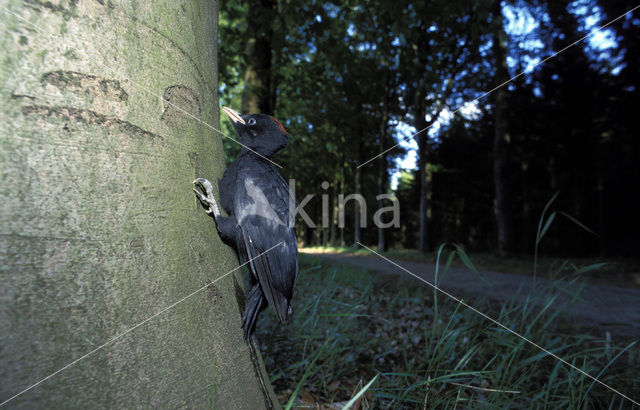 Zwarte Specht (Dryocopus martius)