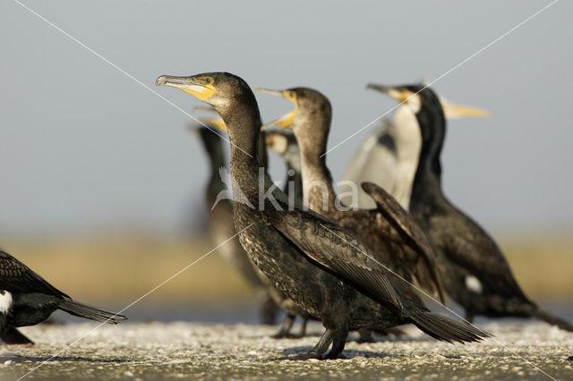 Aalscholver (Phalacrocorax carbo)