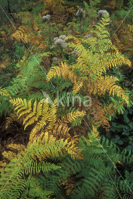 Adelaarsvaren (Pteridium aquilinum)