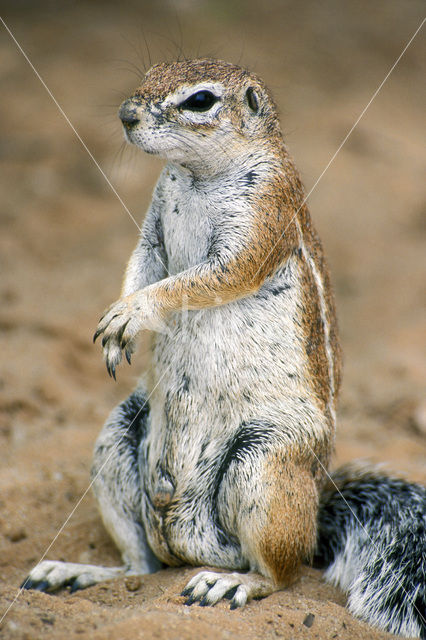 Afrikaanse grondeekhoorn (Xerus inauris)