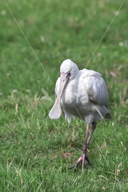 Afrikaanse Lepelaar (Platalea alba)