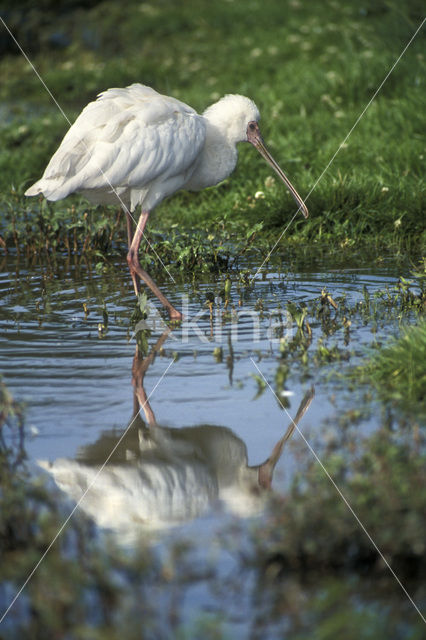 Afrikaanse Lepelaar (Platalea alba)