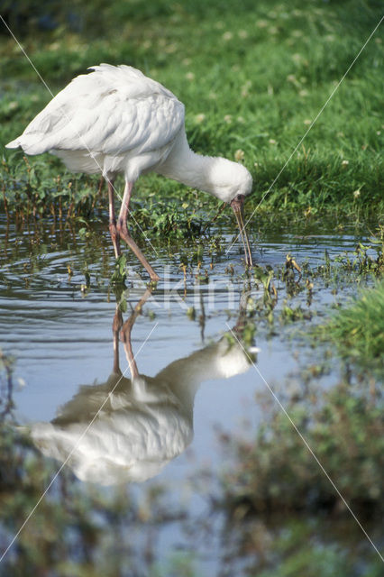 Afrikaanse Lepelaar (Platalea alba)