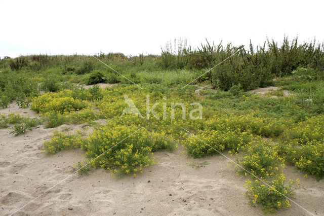 Akkerkers (Rorippa sylvestris)