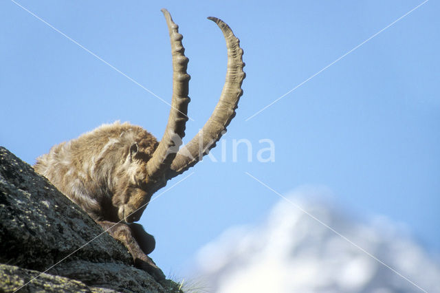 Alpen Steenbok (Capra ibex)