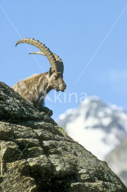 Alpen Steenbok (Capra ibex)