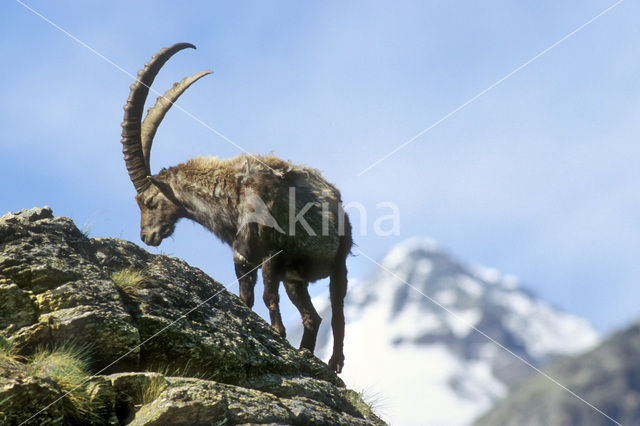 Alpen Steenbok (Capra ibex)