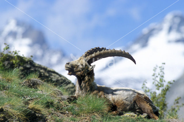 Alpen Steenbok (Capra ibex)