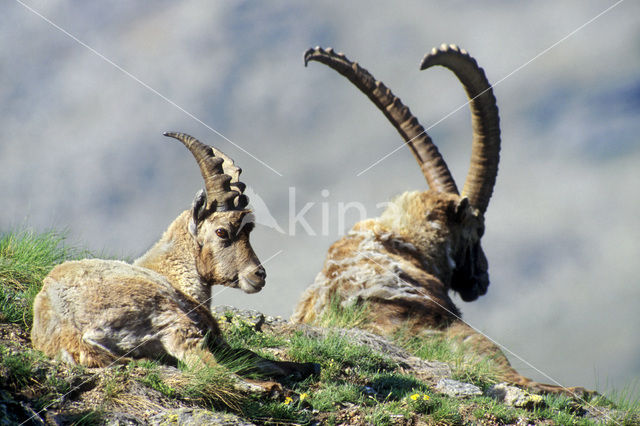 Alpen Steenbok (Capra ibex)