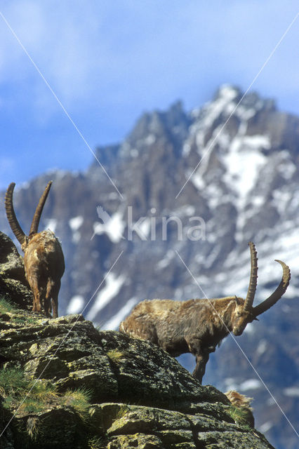 Alpen Steenbok (Capra ibex)