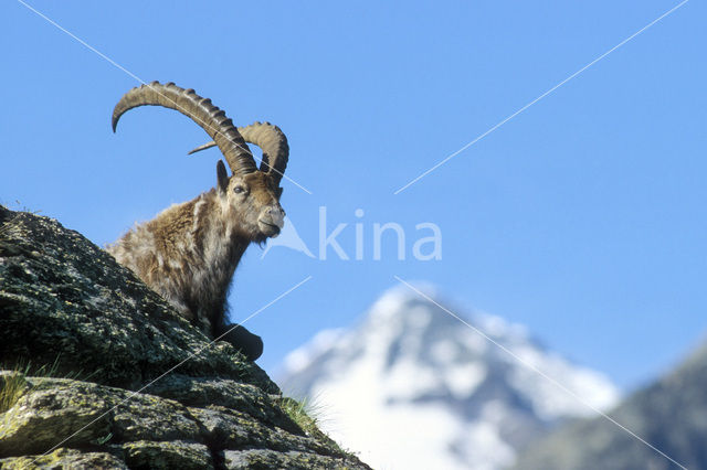 Alpen Steenbok (Capra ibex)