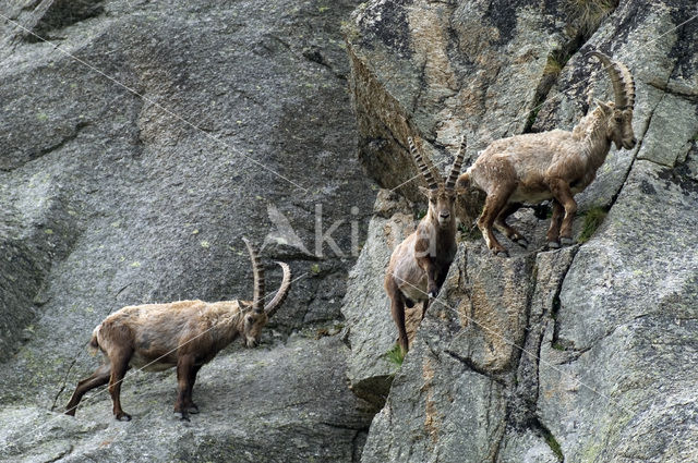 Alpen Steenbok (Capra ibex)