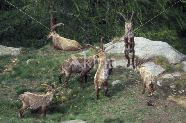 Alpen Steenbok (Capra ibex)