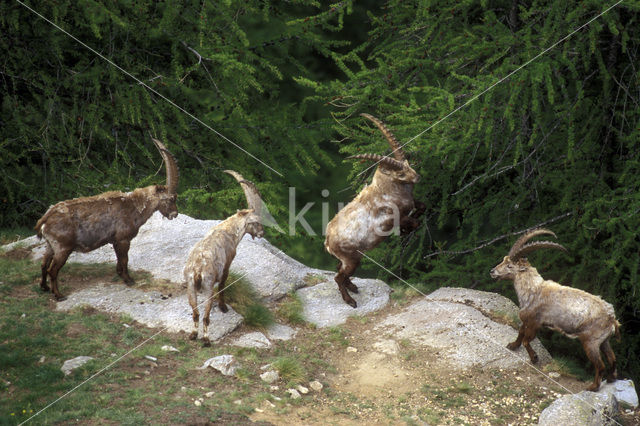 Alpen Steenbok (Capra ibex)