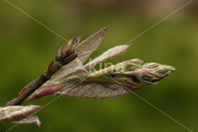 Amerikaans krentenboompje (Amelanchier lamarckii)