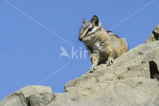 Amerikaanse chipmunk (Eutamias minimus)