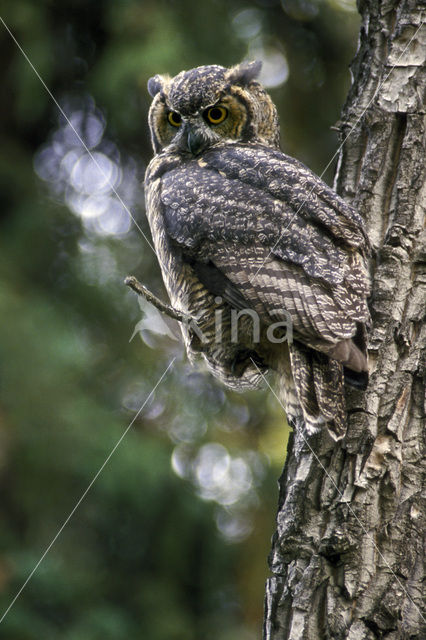 Amerikaanse Oehoe (Bubo virginianus)