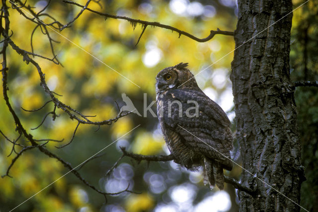 Amerikaanse Oehoe (Bubo virginianus)